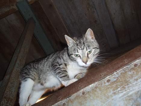 Huskat Tequila † Død † :'/ - I stalden billede 4