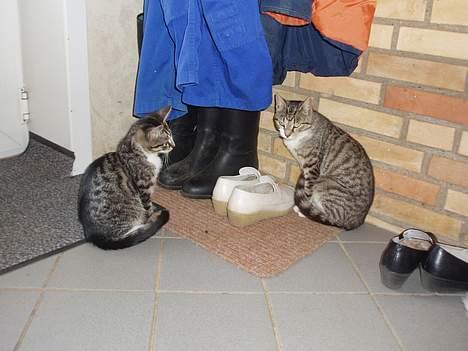 Huskat Tequila † Død † :'/ - Quille til højre, Cero til venstre billede 5