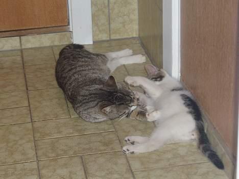 Huskat Tequila † Død † :'/ - Quille og Baby billede 6