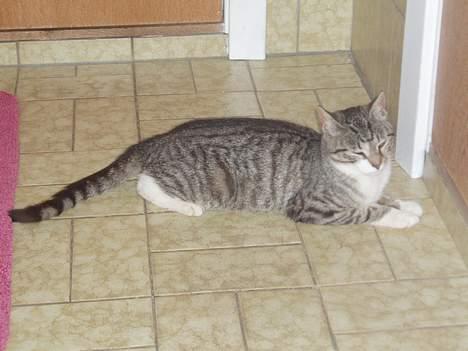 Huskat Tequila † Død † :'/ - Quille på hendes yndlingssted - badeværelset med varme i gulvet! billede 7