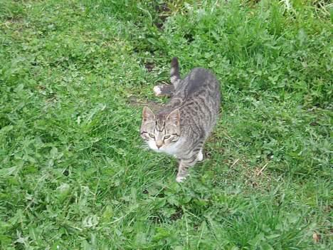 Huskat Tequila † Død † :'/ billede 8