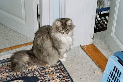 Norsk Skovkat Uther - jeg er lidt skeptisk, plejer jo at gemme mig billede 3