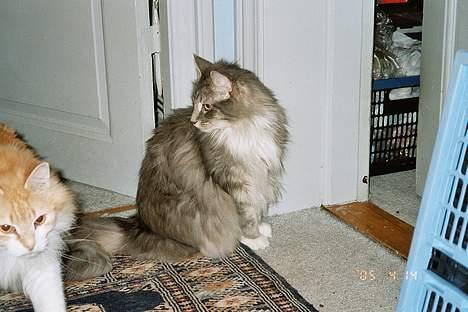 Norsk Skovkat Uther - hvad sker der lige her? billede 4