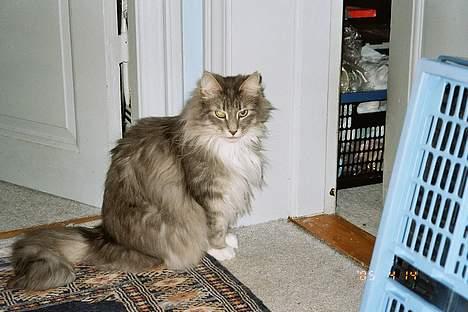 Norsk Skovkat Uther - nåå, det er bare mor med kameraet. Nu må hun da snart være færdig billede 5