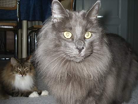 Norsk Skovkat Merlin - var det nu også nødvendigt at stikke kameraet HELT op i mit ansigt??? billede 6