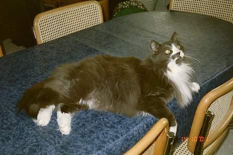 Norsk Skovkat Hampus, R.I.P.  - godt at mor ikke er sart med katterhår på spisebordet *S* billede 5