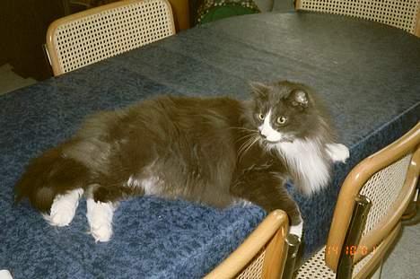 Norsk Skovkat Hampus, R.I.P.  - for jeg ved jo godt, hvornår jeg tager mig godt ud *S* billede 6