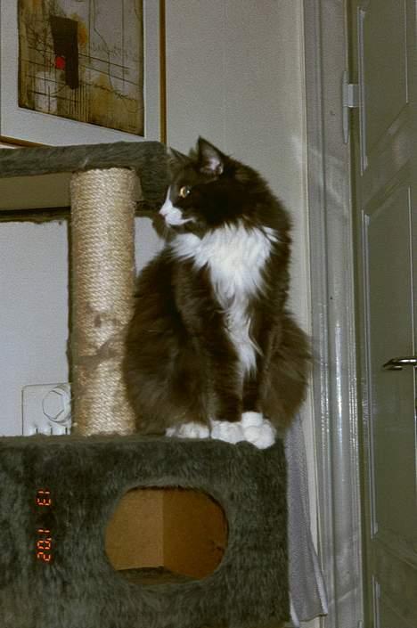 Norsk Skovkat Hampus, R.I.P.  - overblik er godt at have billede 7