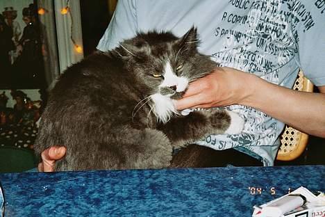 Norsk Skovkat Hampus, R.I.P.  - uhmmm, ja tak, og så lidt mere til højre *S* billede 8