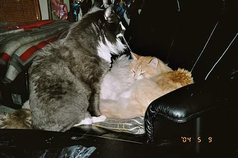 Norsk Skovkat Hampus, R.I.P.  - du ligger i MIN stol!!! billede 9