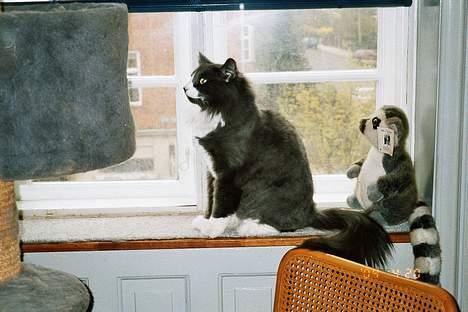 Norsk Skovkat Hampus, R.I.P.  - det er nu meget sjovt at se, hvad der sker på gaden billede 10