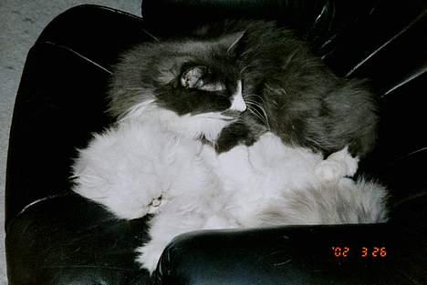 Norsk Skovkat Hampus, R.I.P.  - Quincy er MIT sovedyr *S* billede 11