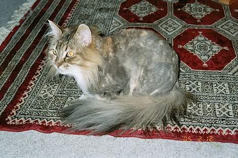 Norsk Skovkat Freja - nej, jeg har ikke været på skrump, er bare blevet klippet *S* billede 10