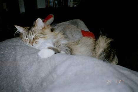 Norsk Skovkat Freja - uhmm, den der plaid over mor er altså sagen *S* billede 11