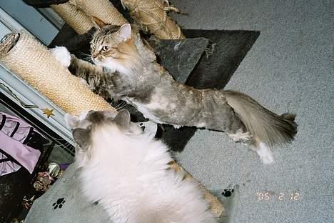 Norsk Skovkat Freja - man kan rigtig se mine fine aftegninger, når jeg er blevet bar *S* billede 12