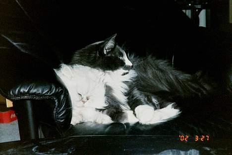 Perser Quincy - Hampus er MIT sovedyr, men han mænger altså lidt meget *S* billede 6