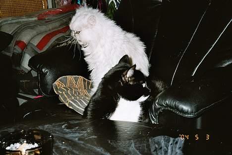 Perser Quincy - jaja mor, det er meget godt, at du babysitter en anden mis, man skal hun absolut ligge i MIN stol??? billede 7