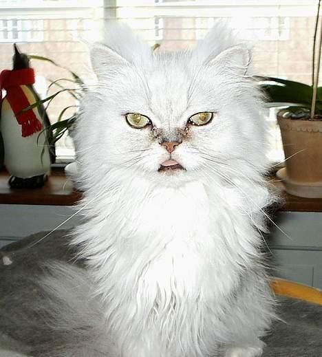 Perser Quincy - jeg ligner et uhyre her kort før klipningen *G* billede 8