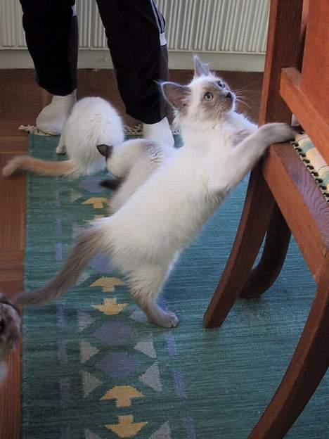 Ragdoll Harry R.I.P. - her er jeg stadig hjemme hos min mor og mine søskende billede 1
