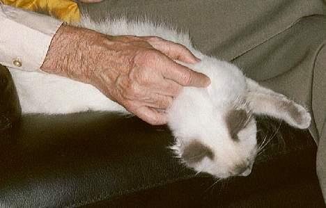 Ragdoll Harry R.I.P. - nu er jeg kommet til mit nye hjem, og morfar er nu ret god til at nusse mig billede 2