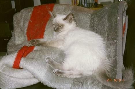 Ragdoll Harry R.I.P. - jeg er smuk, jeg ved det *S* billede 3