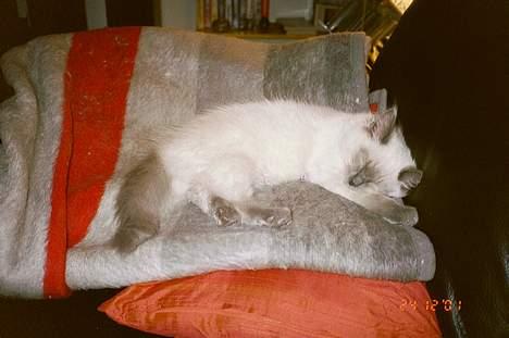 Ragdoll Harry R.I.P. - den her plaid bliver der altså kamp om billede 4