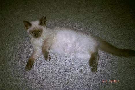 Ragdoll Harry R.I.P. - min yndlingsstilling, flydende på gulvet *S* billede 5