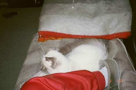 Ragdoll Harry R.I.P. - ha, jeg kom før Freja *S* billede 6