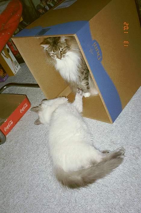 Ragdoll Harry R.I.P. - hvorfor vil Freja ikke lege med mig?? billede 7