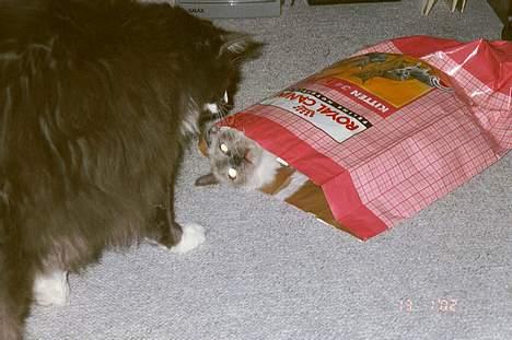 Ragdoll Harry R.I.P. - uhhh, han er godt nok stor ham Hampus billede 8