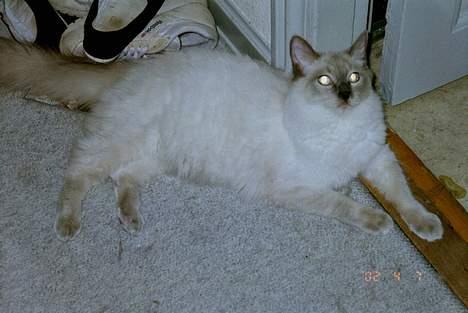 Ragdoll Harry R.I.P. - jeg var killing, lille og sød på et tidspunkt, men det er læææænge siden *S* billede 9