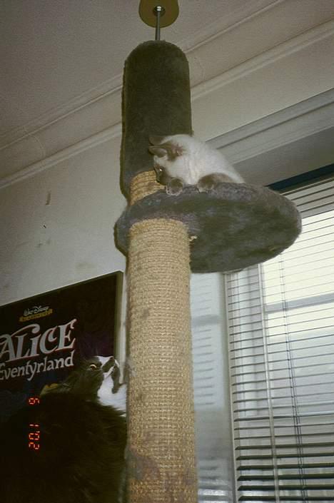 Ragdoll Harry R.I.P. - du kan ikke nå mig *G* billede 10