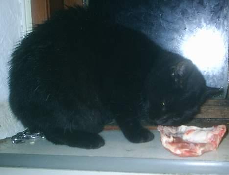 Huskat Misling  billede 12