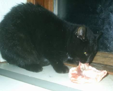 Huskat Misling  billede 13