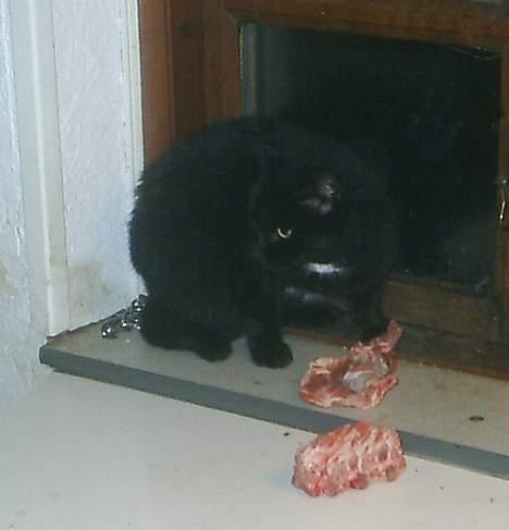 Huskat Misling  billede 14