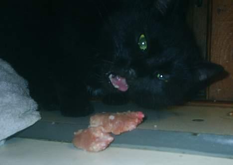 Huskat Misling  billede 15