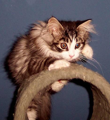 Maine Coon gallaxes galliano billede 1