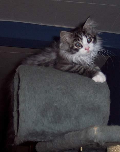 Maine Coon gallaxes galliano billede 2