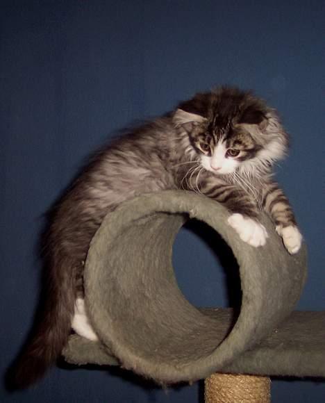 Maine Coon gallaxes galliano billede 3