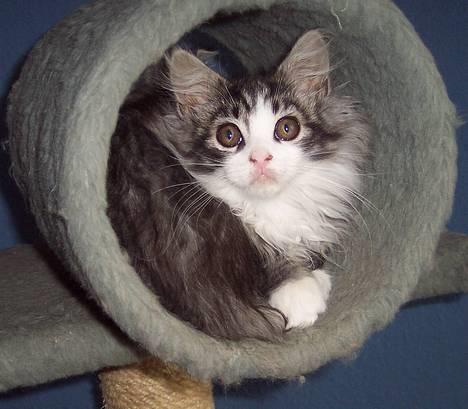 Maine Coon gallaxes galliano billede 4