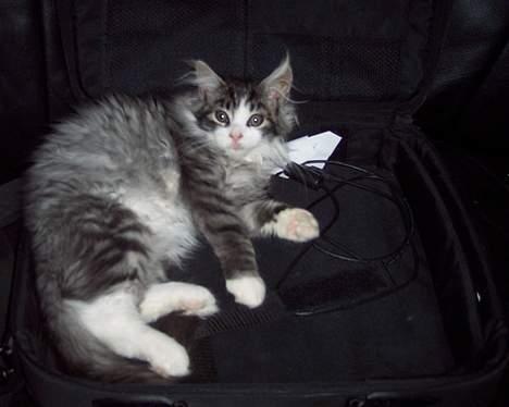 Maine Coon gallaxes galliano billede 5