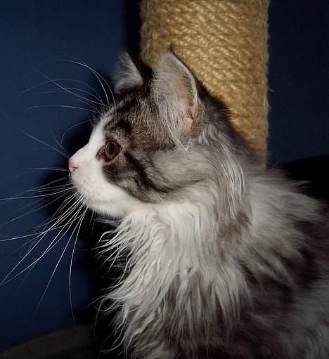 Maine Coon gallaxes galliano billede 6