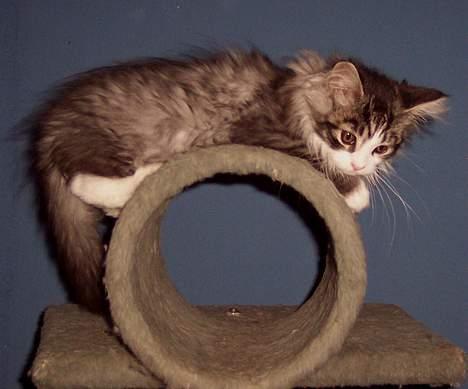 Maine Coon gallaxes galliano billede 7