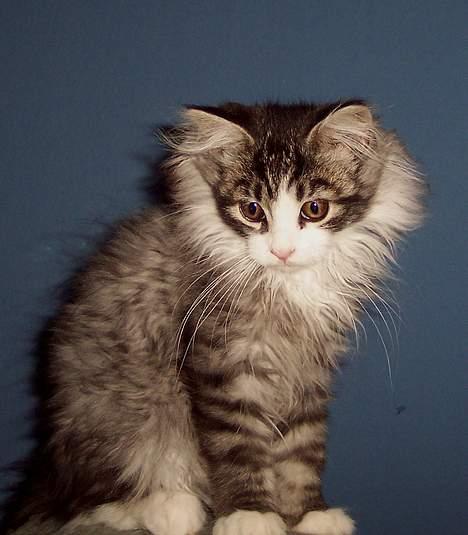 Maine Coon gallaxes galliano billede 8