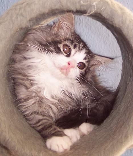 Maine Coon gallaxes galliano billede 9