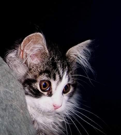 Maine Coon gallaxes galliano billede 10