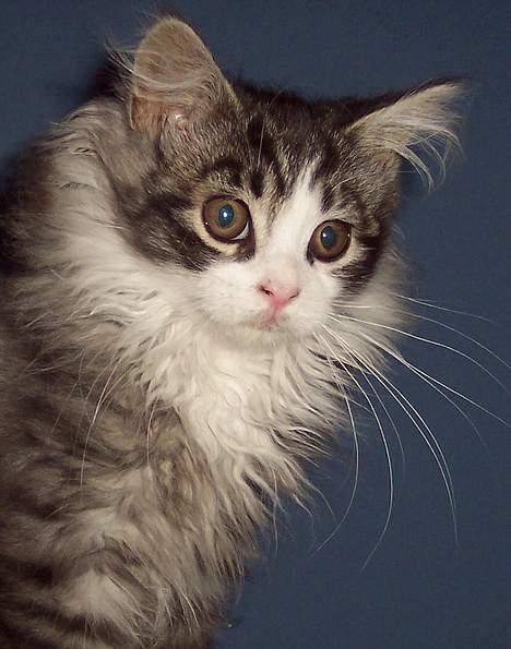 Maine Coon gallaxes galliano billede 11