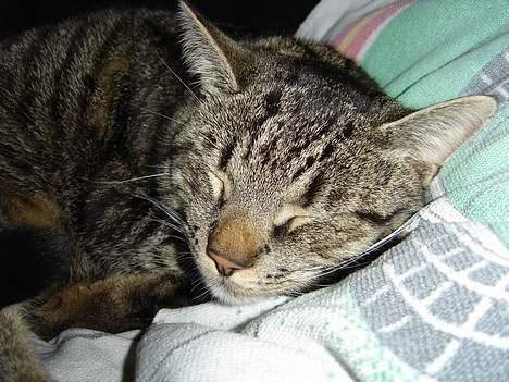 Blanding af racer mio billede 12