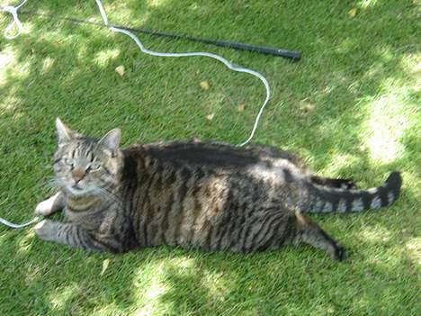 Blanding af racer mio billede 13