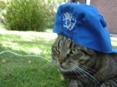 Blanding af racer mio billede 14